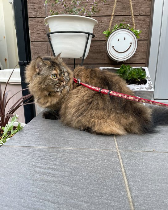 f:id:nekoja-peterpan:20211017091305j:plain