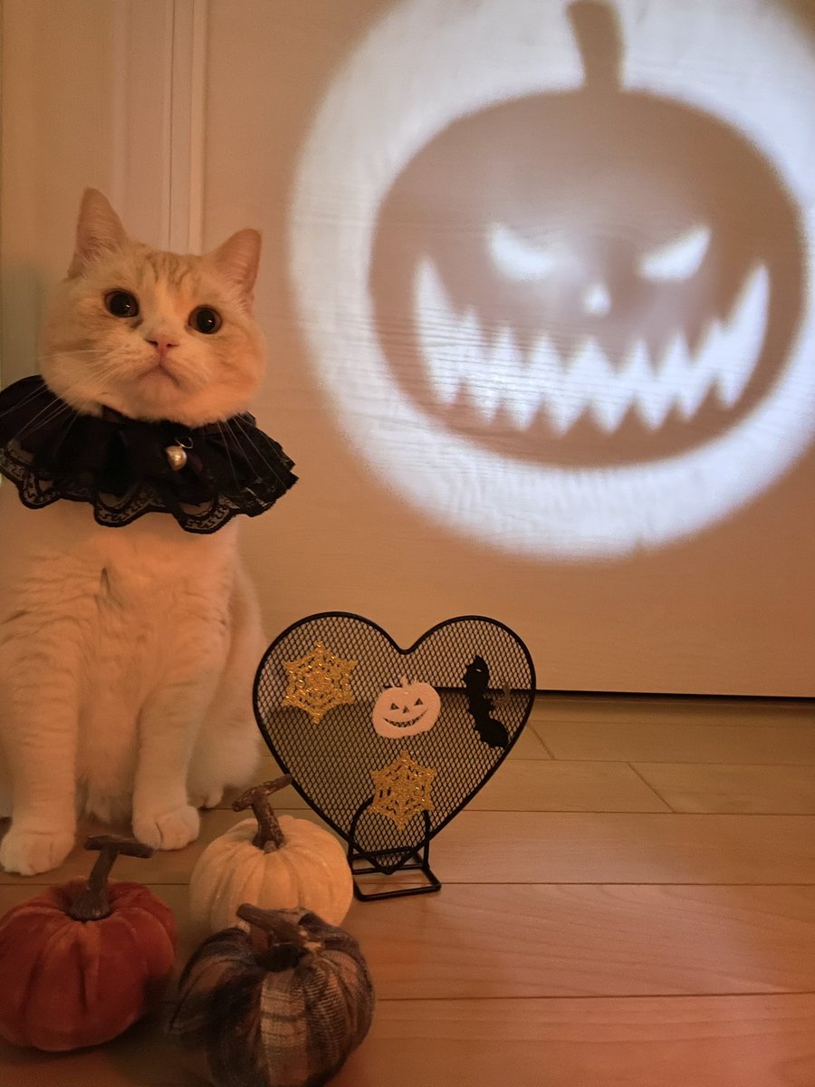 f:id:nekoja-peterpan:20211017091407j:plain