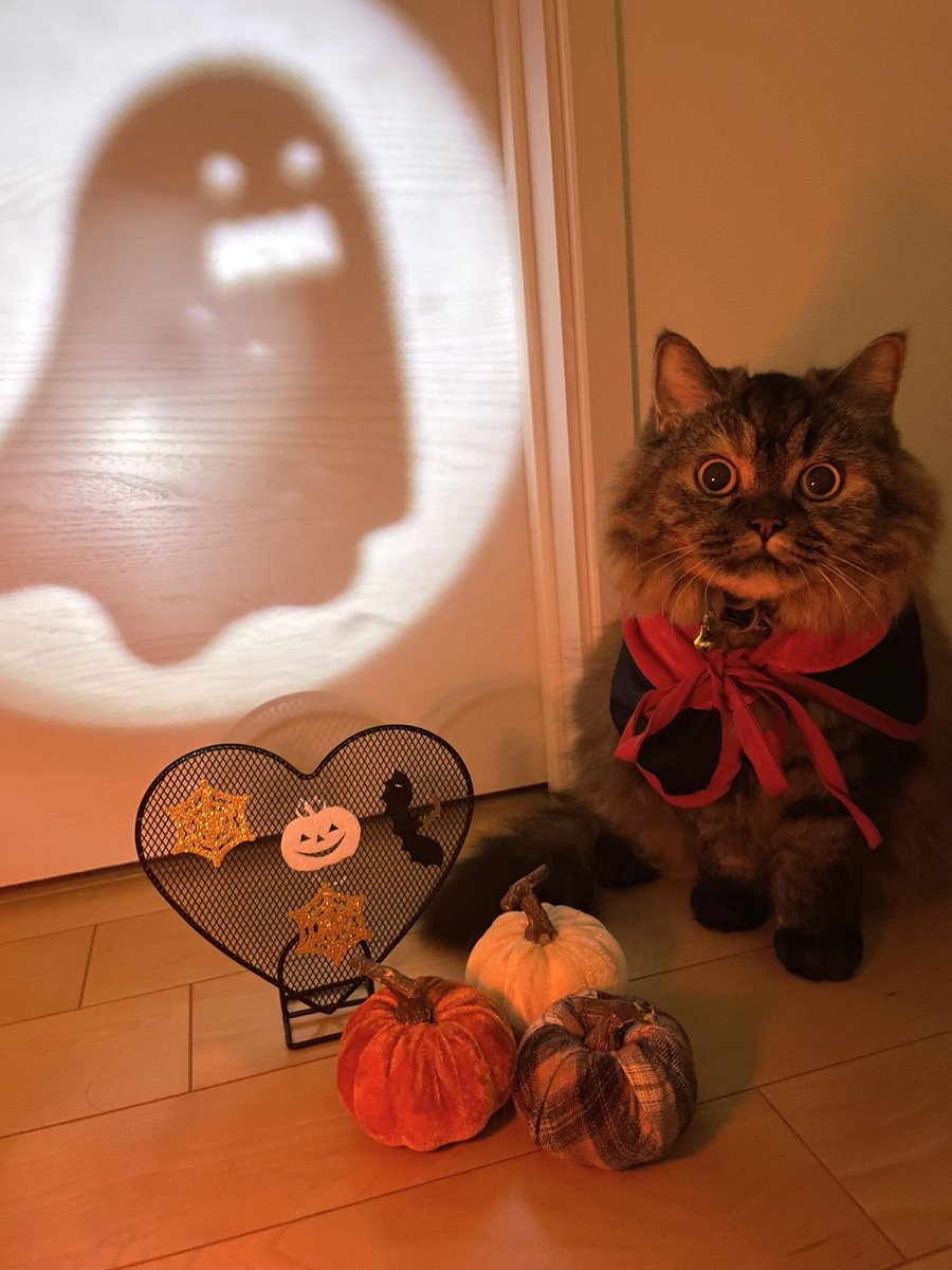 f:id:nekoja-peterpan:20211017091546j:plain