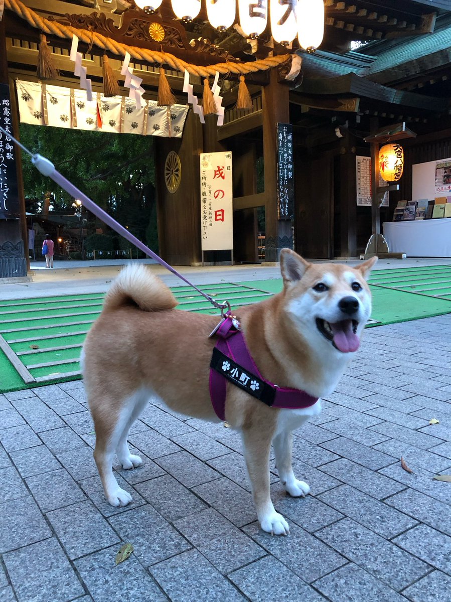 f:id:nekoja-peterpan:20211018072846j:plain