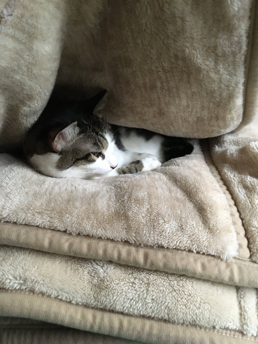 f:id:nekoja-peterpan:20211022121500j:plain