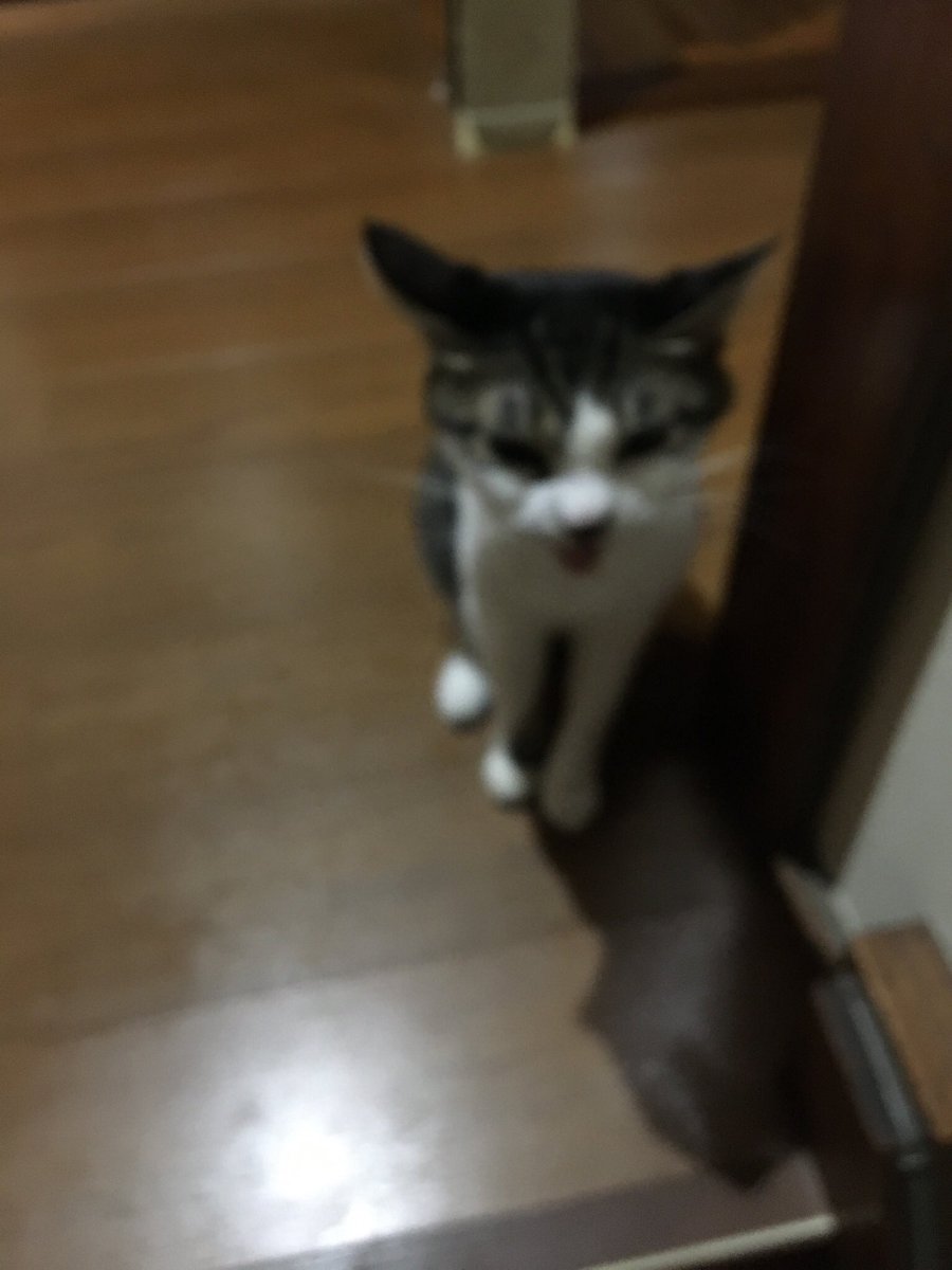 f:id:nekoja-peterpan:20211022121949j:plain