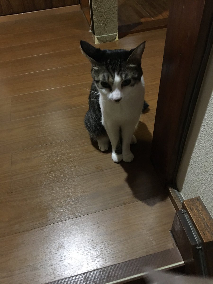 f:id:nekoja-peterpan:20211022122011j:plain