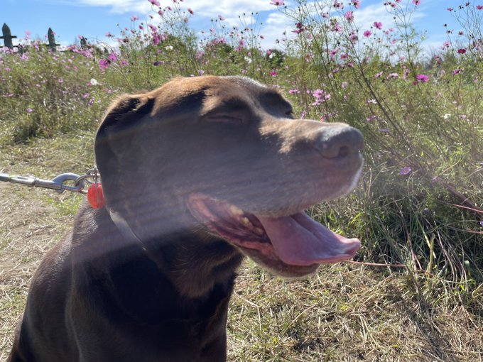 f:id:nekoja-peterpan:20211025131053j:plain