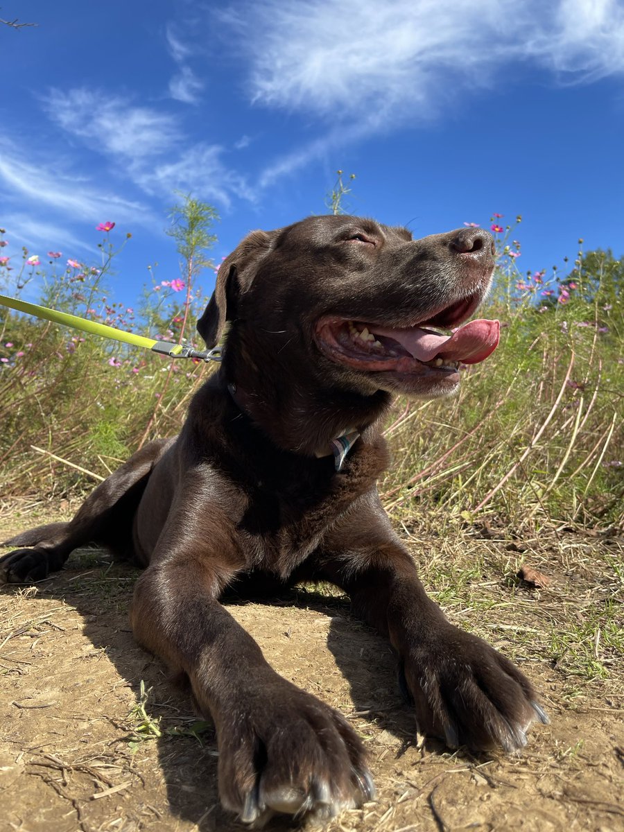 f:id:nekoja-peterpan:20211025131143j:plain