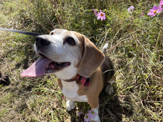 f:id:nekoja-peterpan:20211025131206j:plain