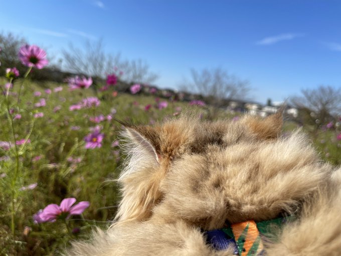 f:id:nekoja-peterpan:20211025131609j:plain