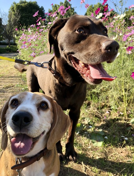 f:id:nekoja-peterpan:20211025131633j:plain