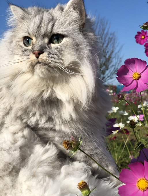 f:id:nekoja-peterpan:20211025131703j:plain