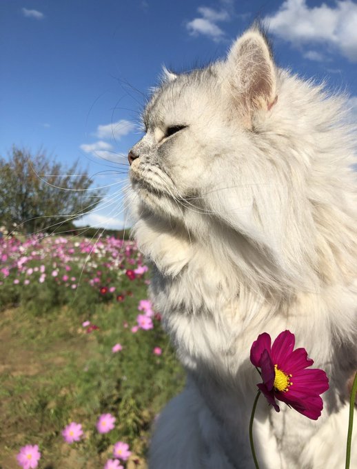 f:id:nekoja-peterpan:20211025131732j:plain