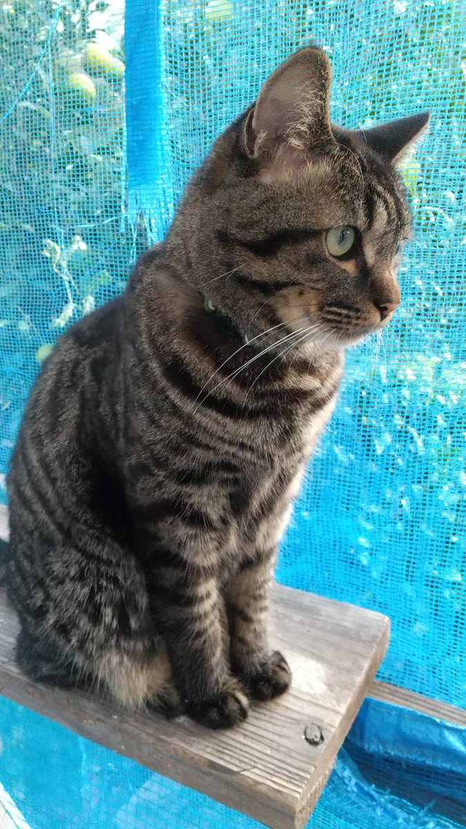 f:id:nekoja-peterpan:20211028115643j:plain
