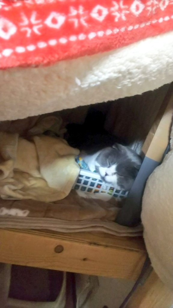 f:id:nekoja-peterpan:20211110114847j:plain