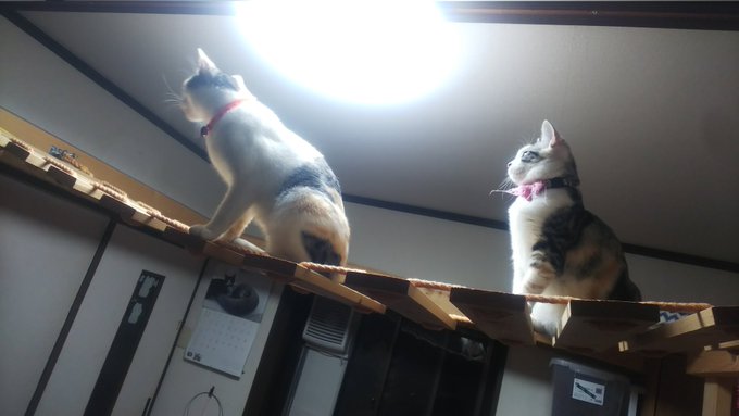 f:id:nekoja-peterpan:20211110115142j:plain