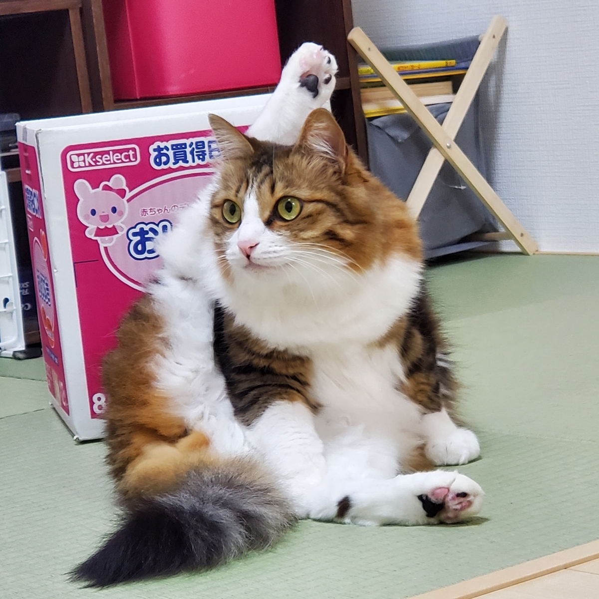 f:id:nekoja-peterpan:20211117084839j:plain