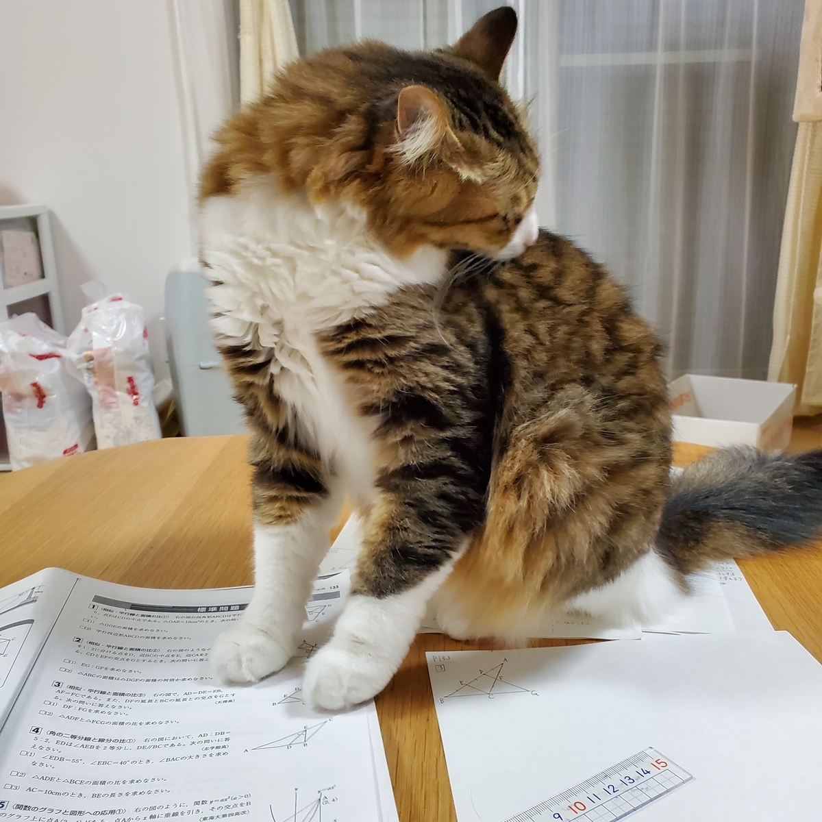 f:id:nekoja-peterpan:20211117085914j:plain