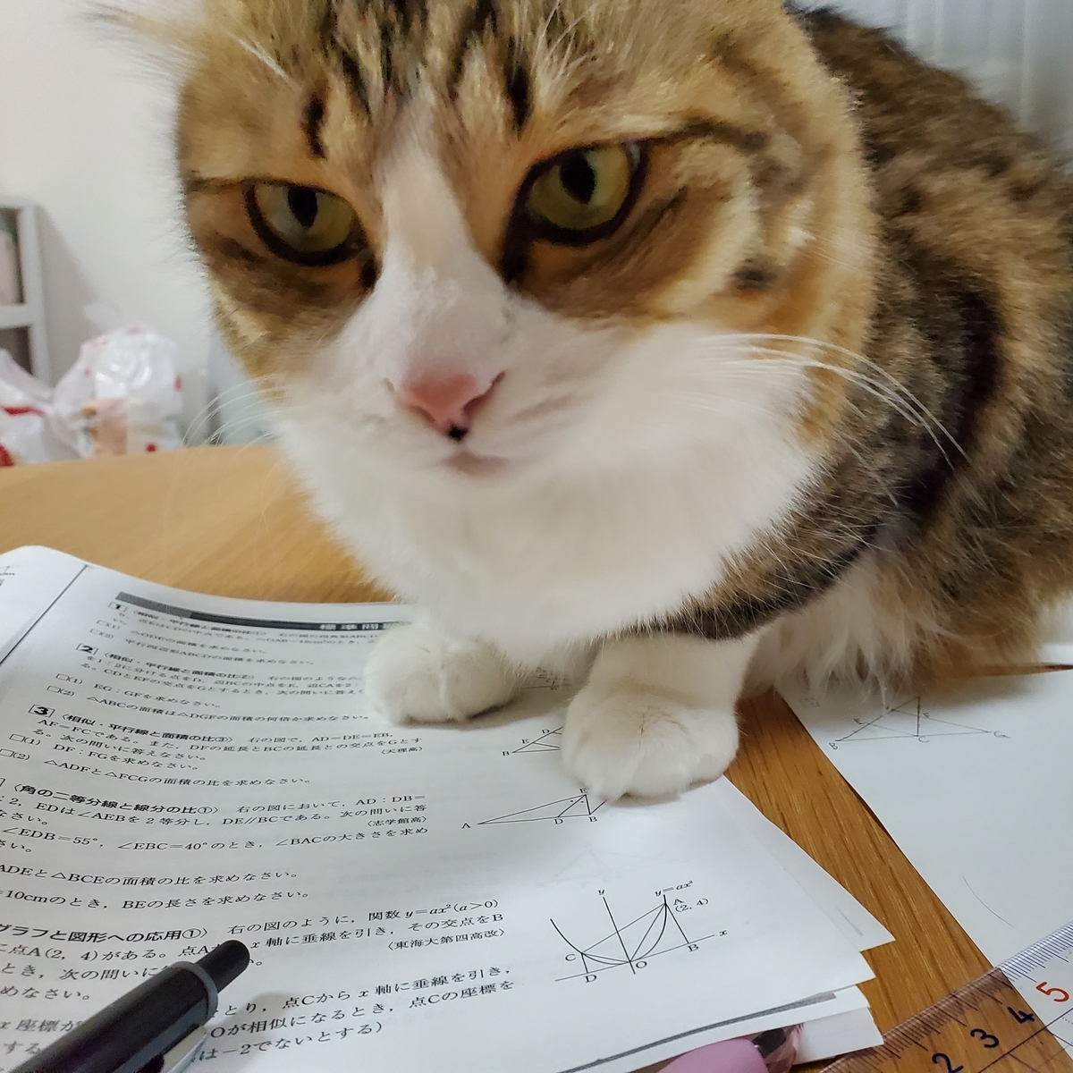 f:id:nekoja-peterpan:20211117090426j:plain