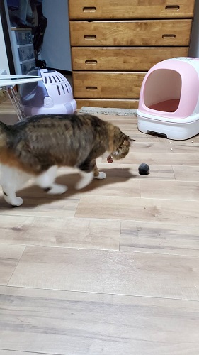 f:id:nekoja-peterpan:20211207124623j:plain