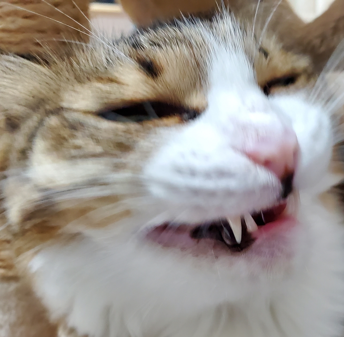 f:id:nekoja-peterpan:20211207124808j:plain