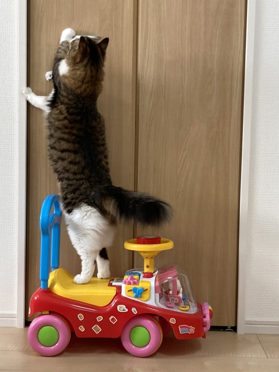 f:id:nekoja-peterpan:20211207125007j:plain