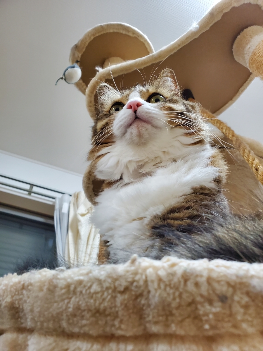 f:id:nekoja-peterpan:20211207125122j:plain