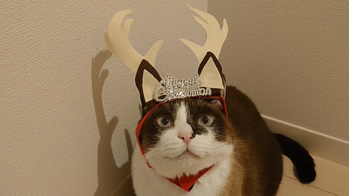 f:id:nekoja-peterpan:20211231125557j:plain