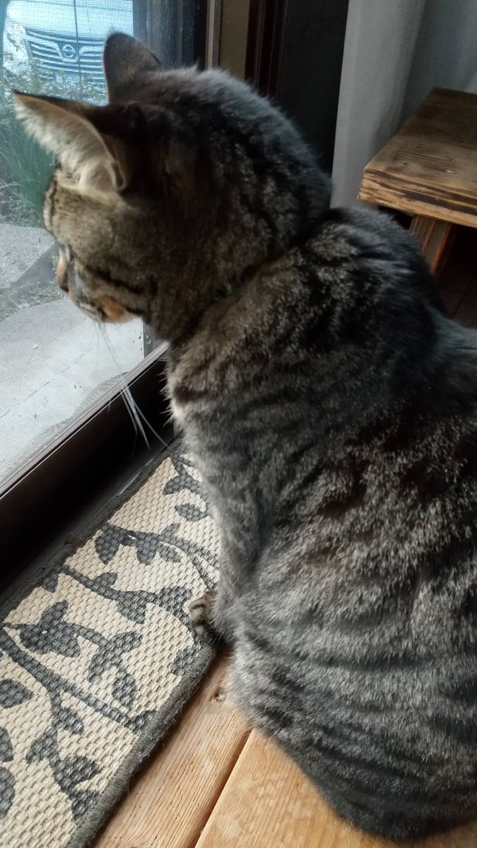 f:id:nekoja-peterpan:20211231130018j:plain