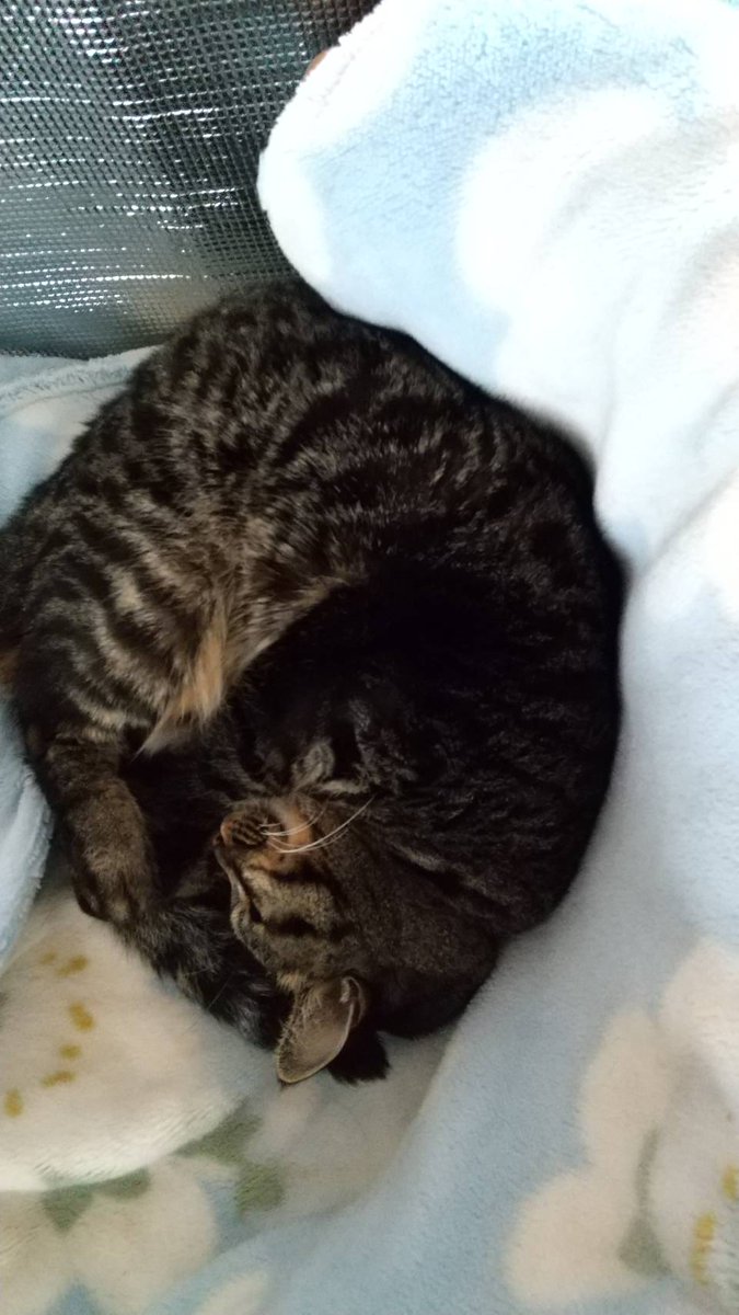 f:id:nekoja-peterpan:20211231130118j:plain