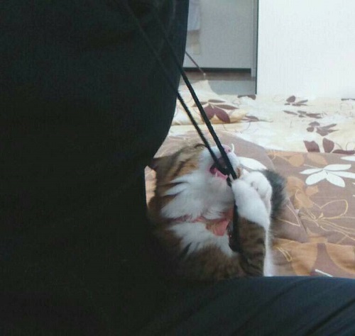 f:id:nekoja-peterpan:20220115122919j:plain