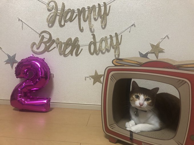 f:id:nekoja-peterpan:20220123115504j:plain