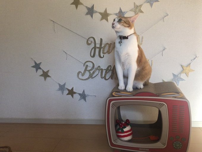 f:id:nekoja-peterpan:20220123115518j:plain