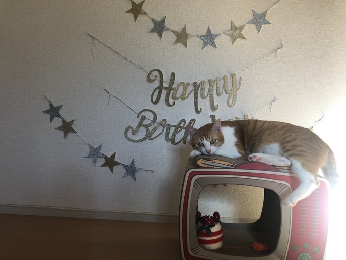 f:id:nekoja-peterpan:20220123115527j:plain