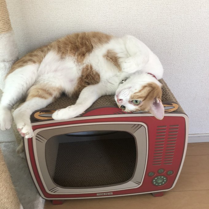 f:id:nekoja-peterpan:20220123115617j:plain