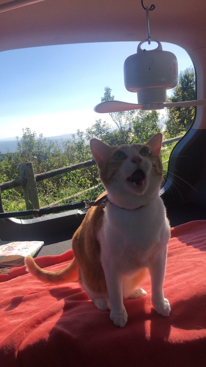 f:id:nekoja-peterpan:20220123115823j:plain