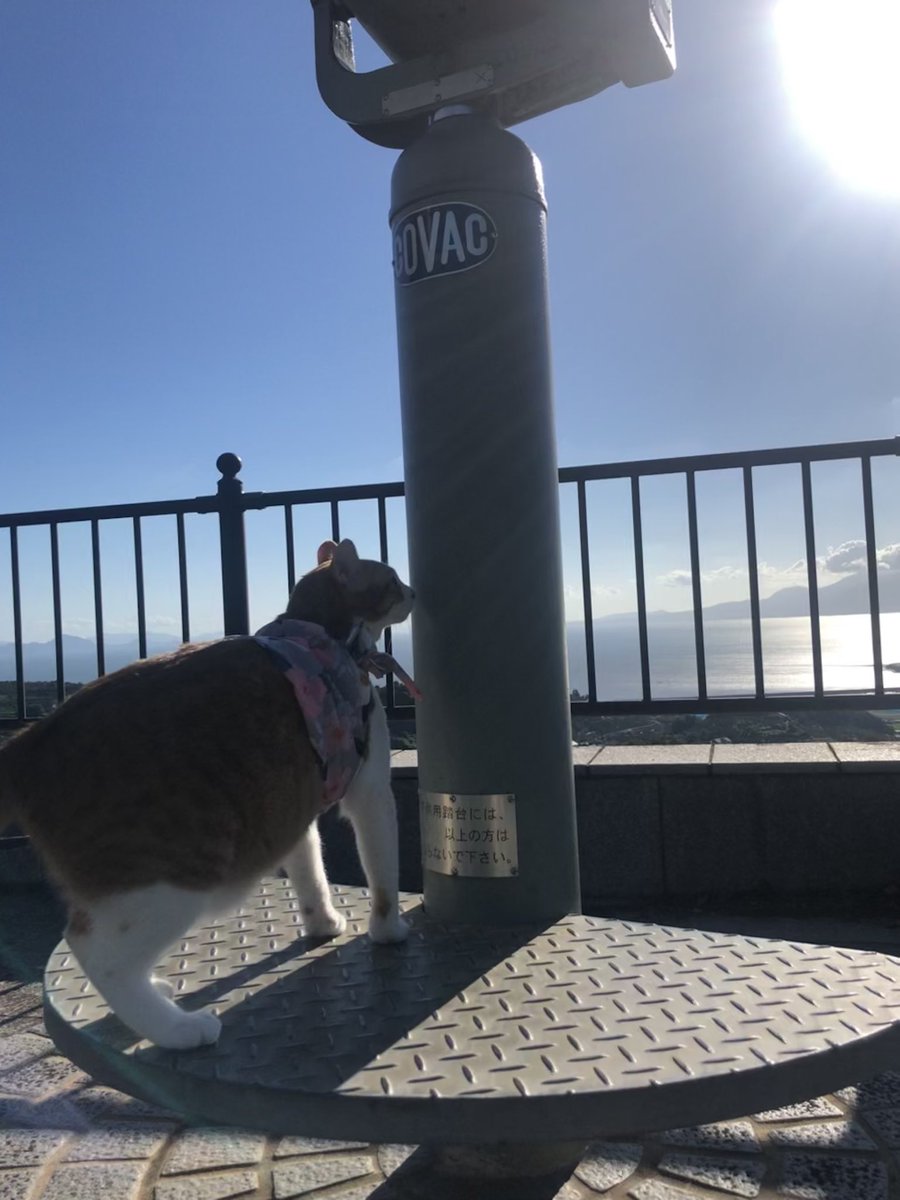 f:id:nekoja-peterpan:20220123115833j:plain