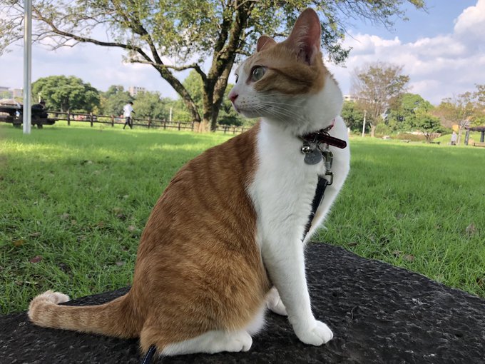 f:id:nekoja-peterpan:20220123115842j:plain