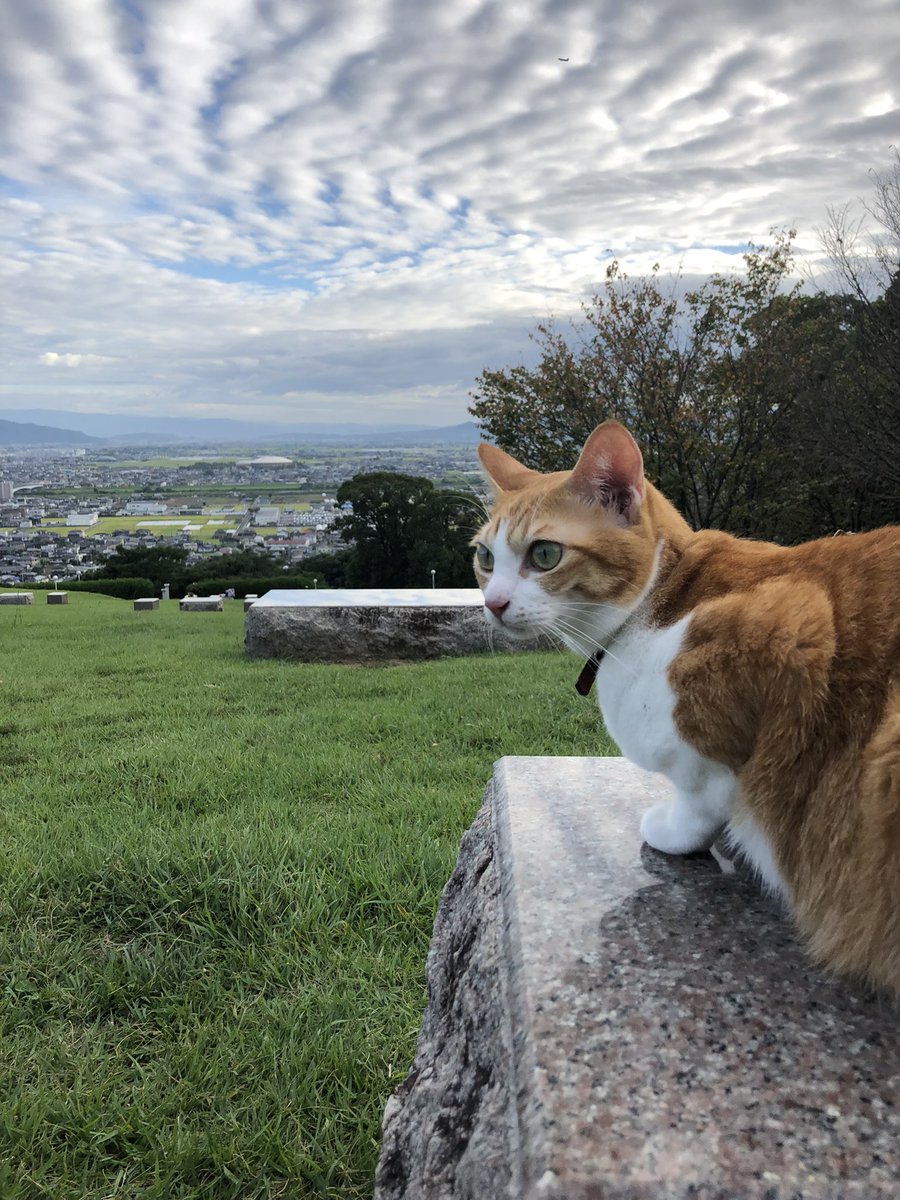 f:id:nekoja-peterpan:20220123115850j:plain