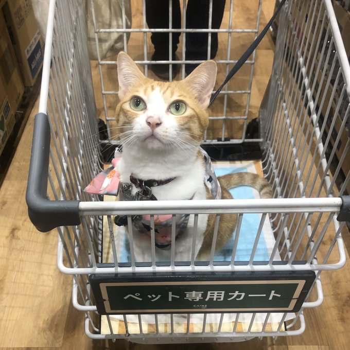 f:id:nekoja-peterpan:20220123115913j:plain