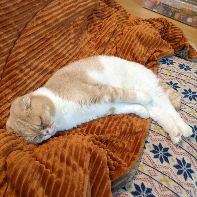 f:id:nekoja-peterpan:20220129103743j:plain