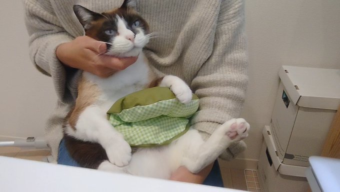 f:id:nekoja-peterpan:20220201143123j:plain