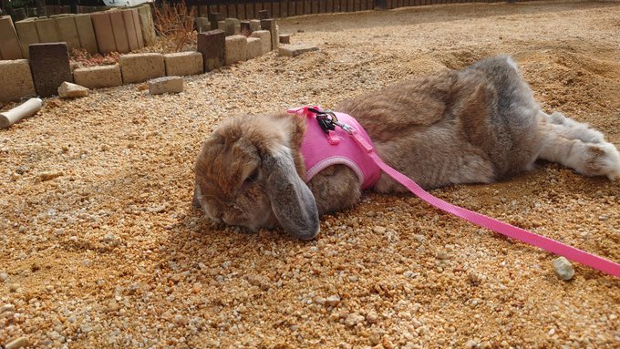 f:id:nekoja-peterpan:20220201143316j:plain