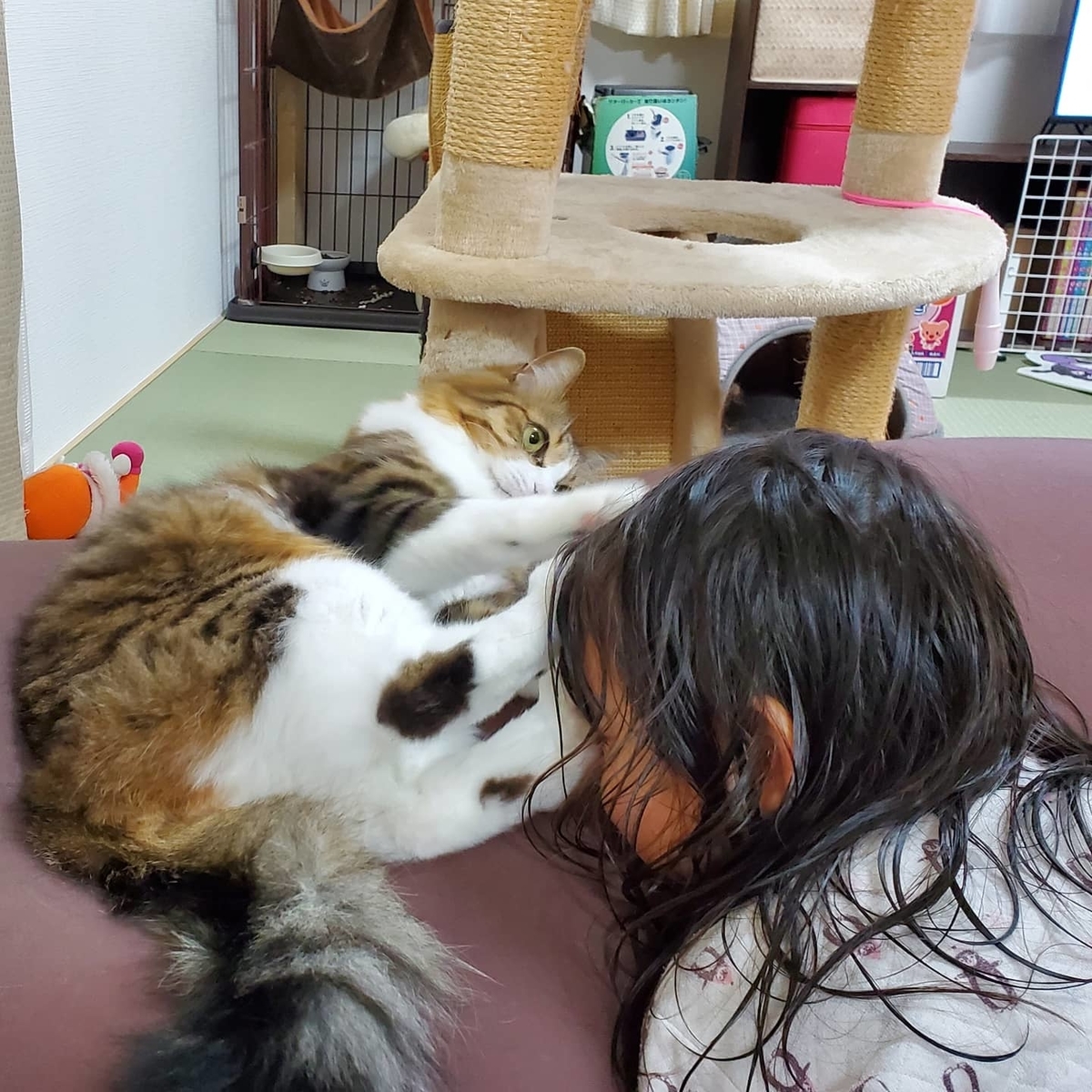 f:id:nekoja-peterpan:20220221090830j:plain