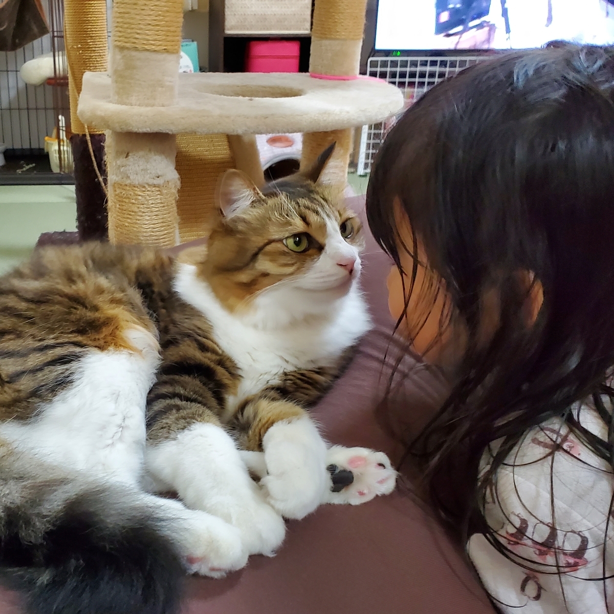 f:id:nekoja-peterpan:20220221090917j:plain