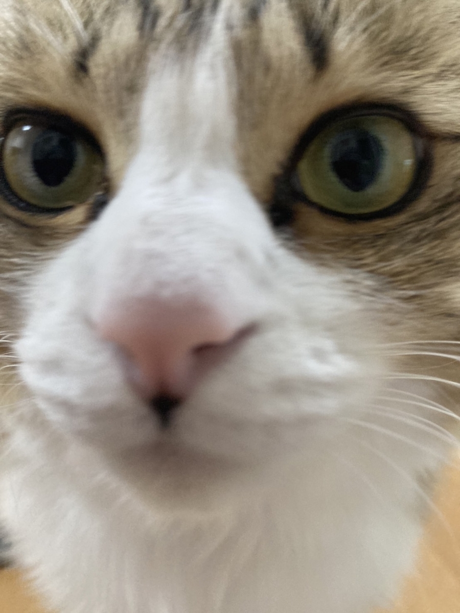 f:id:nekoja-peterpan:20220221091135j:plain