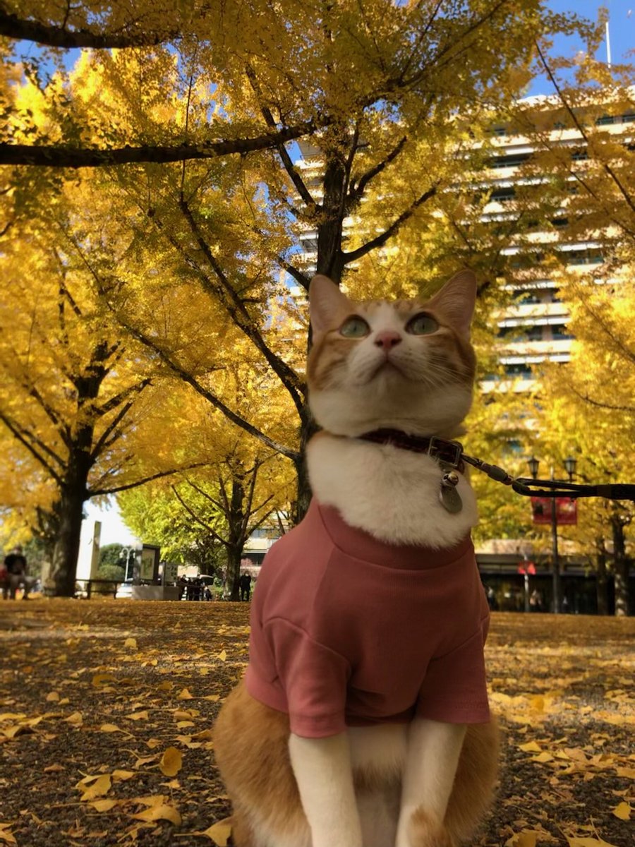 f:id:nekoja-peterpan:20220225141613j:plain