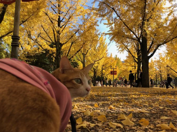 f:id:nekoja-peterpan:20220225141634j:plain