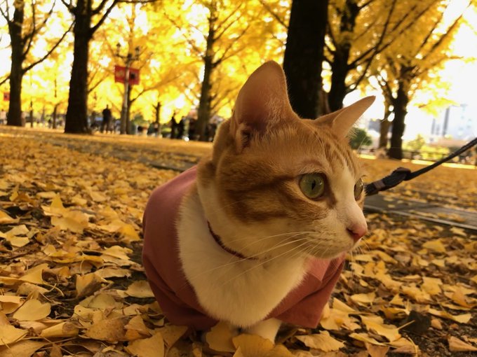 f:id:nekoja-peterpan:20220225141731j:plain