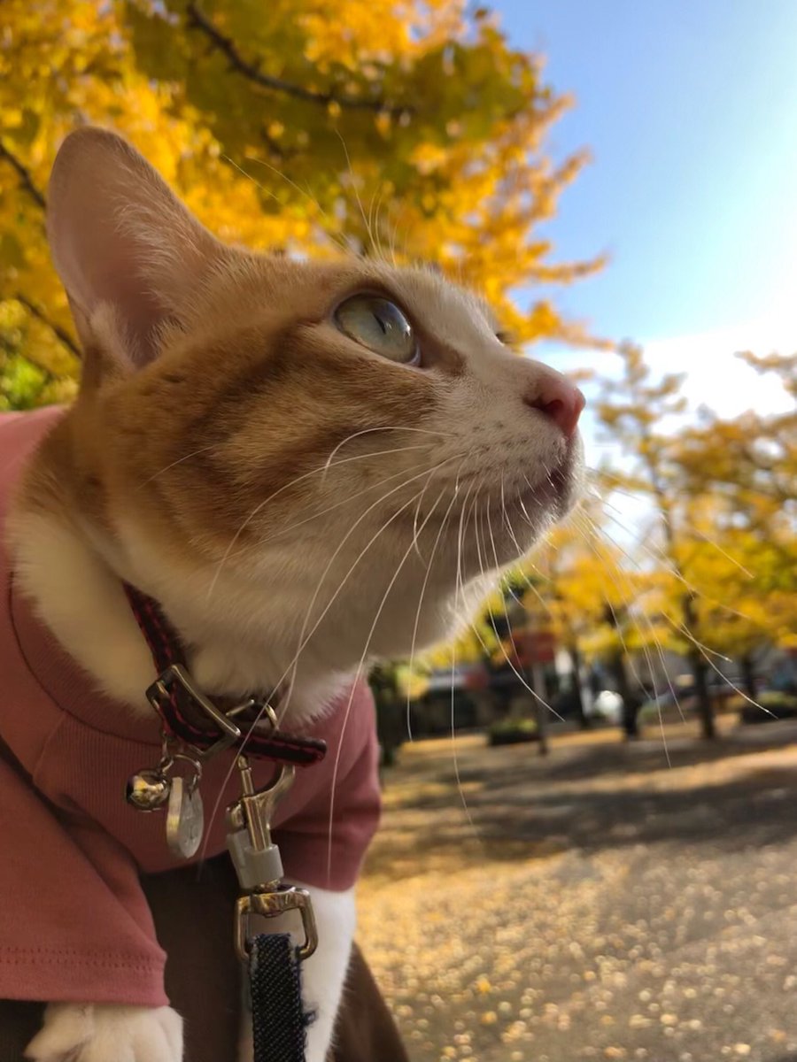 f:id:nekoja-peterpan:20220225141844j:plain