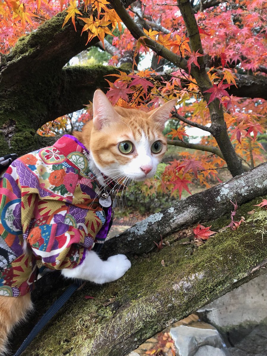 f:id:nekoja-peterpan:20220225142101j:plain
