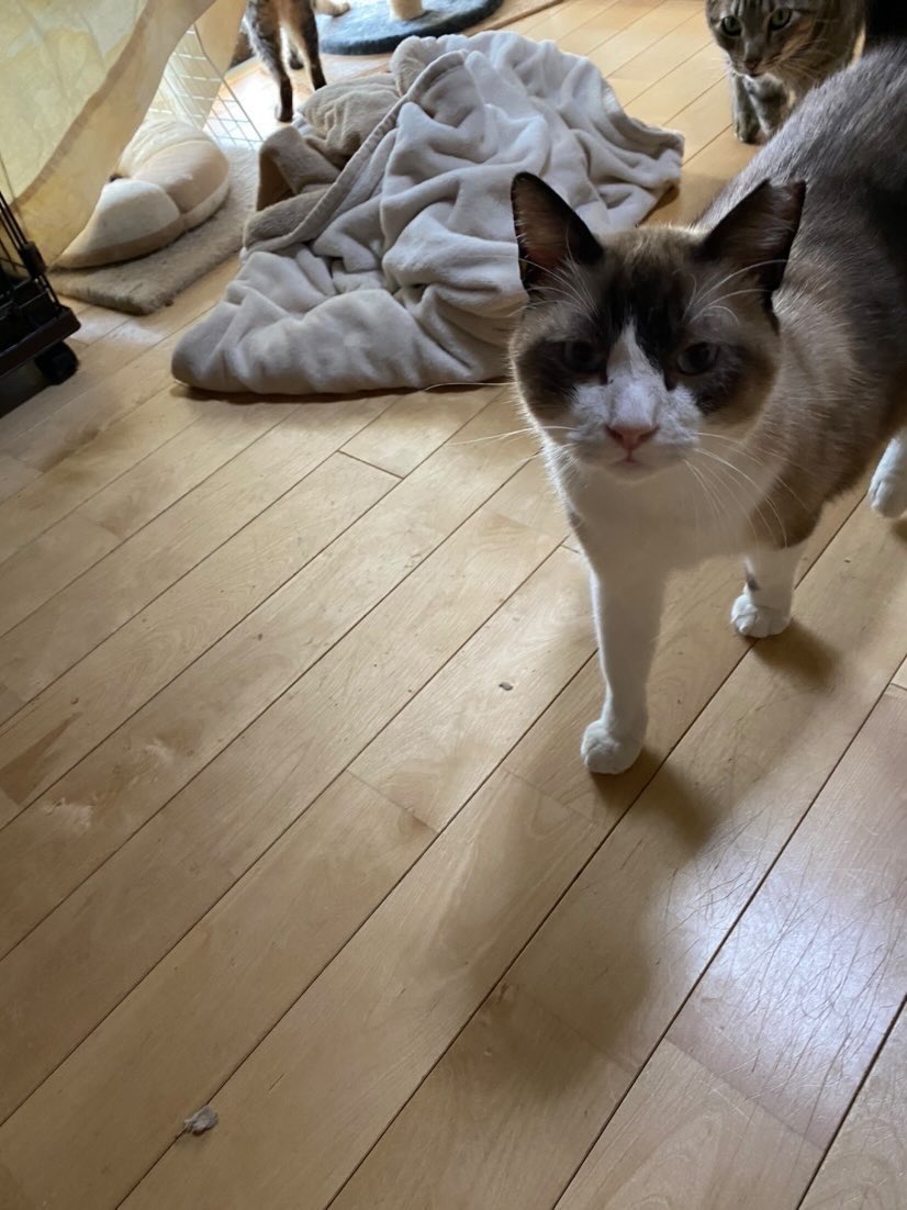 f:id:nekoja-peterpan:20220304113142j:plain