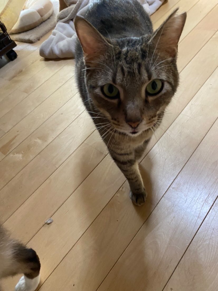 f:id:nekoja-peterpan:20220304113202j:plain